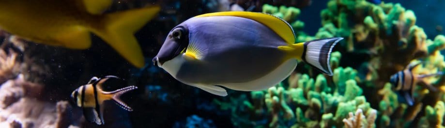 Sea Life London Aquarium